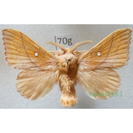 Odonestis pruni (Linnaeus, 1758) male Czech70g